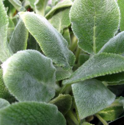 Stachys byzantina Silver Carpet