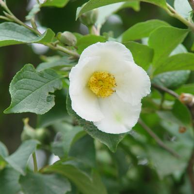 Stewartia pseudocamellia 