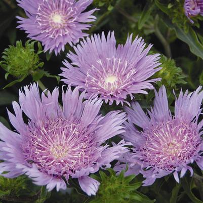 Stokesia laevis Peachies Pick