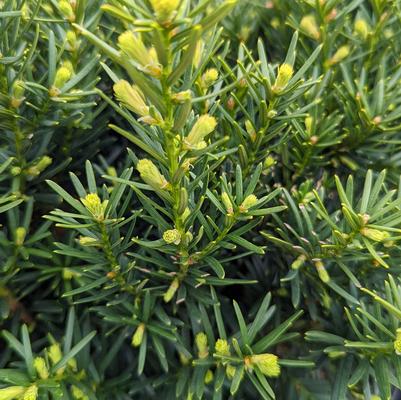 Taxus cuspidata Densiformis