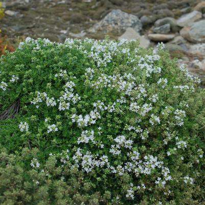 Thymus praecox 'Albus'