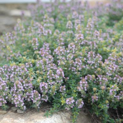 Thymus praecox 'Pink Chintz'