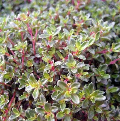 Thymus praecox 'Purple Carpet'