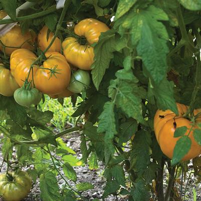 Tomato Orange Strawberry Oxheart