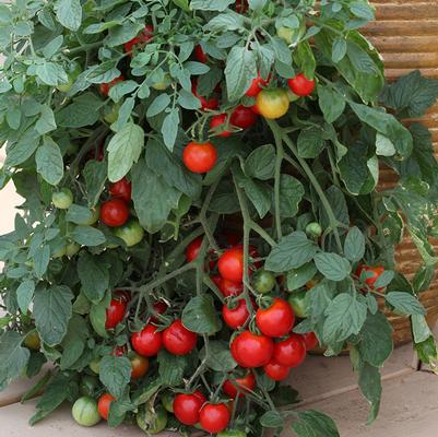 Tomato 'Red Profusion'