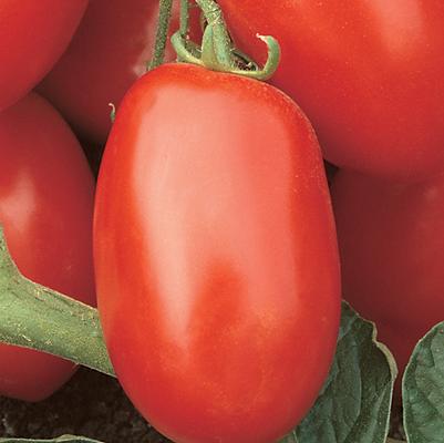 Tomato Viva Italia