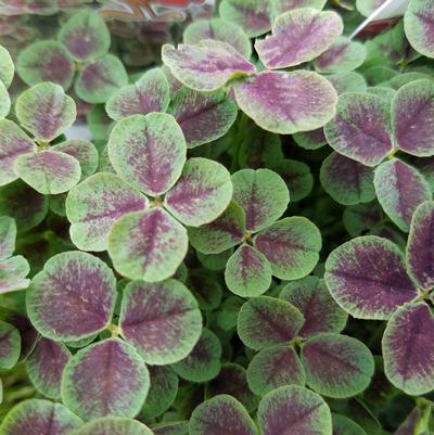 Trifolium repens 'Pentaphyllum'