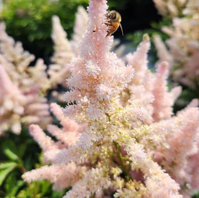 Astilbe Younique™ Silvery Pink