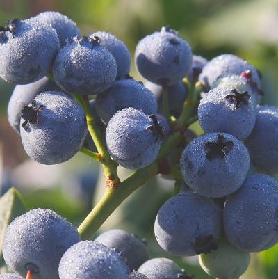 Vaccinium corymbosum 'Bluegold'