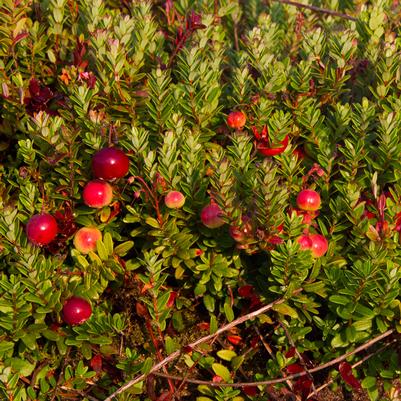 Vaccinium macrocarpon Pilgrim