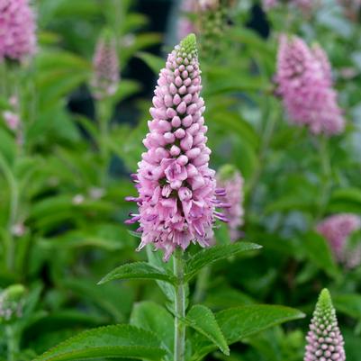 Veronica longifolia 'First Love'