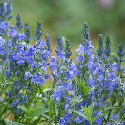 Veronica prostrata 