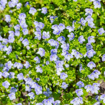 Veronica repens 