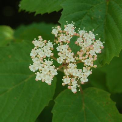 Viburnum acerifolium 