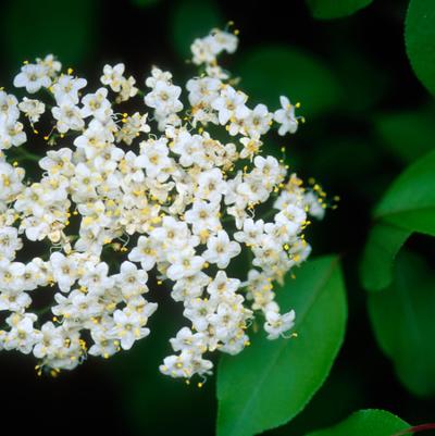 Viburnum prunifolium 