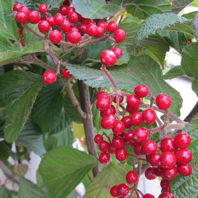 Viburnum dilatatum Cardinal Candy®