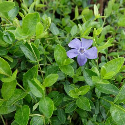 Vinca minor 'Darts Blue'