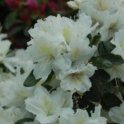 Azalea x 'Delaware Valley White'