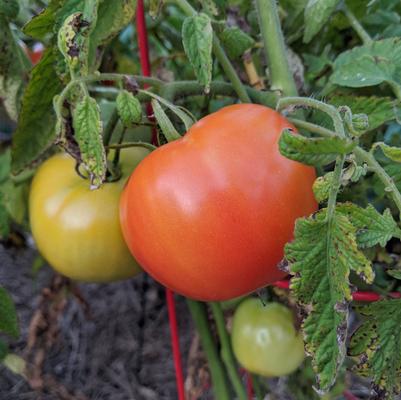 Tomato Bush Early Girl