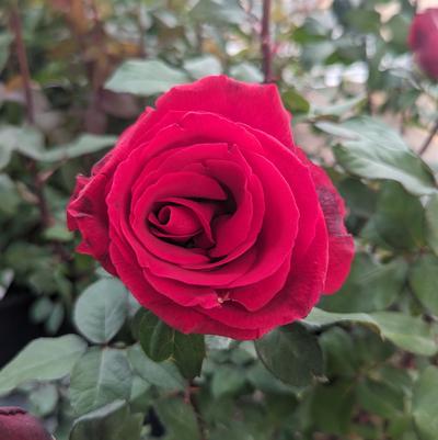 Rosa Mister Lincoln
