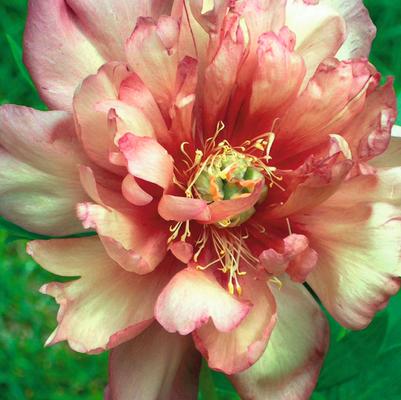 Paeonia x ITOH 'Julia Rose'