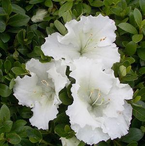 Azalea 'Gumpo White'