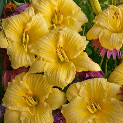 Hemerocallis Rainbow Rhythm® Rainbow Rhythm® Going Bananas