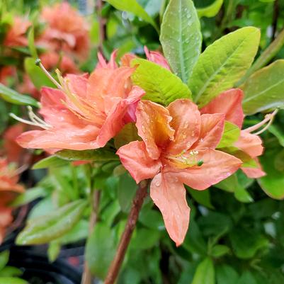 Azalea Northern Lights 'Mandarin Lights'