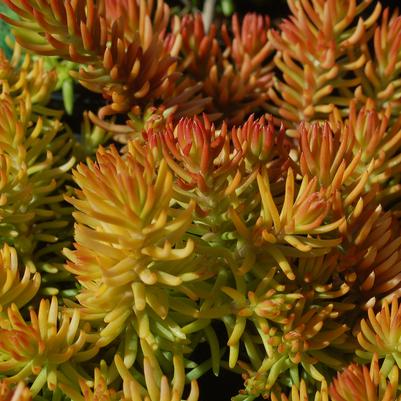 Sedum Angelina