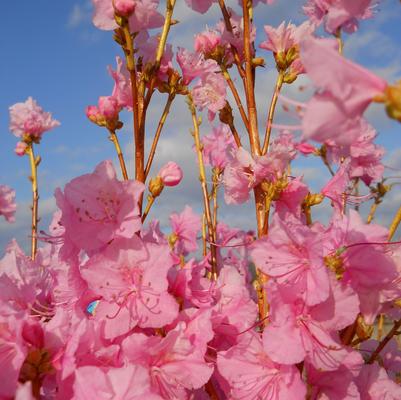 Azalea mucronulatum 'Cornell Pink'