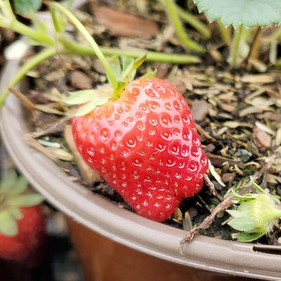 Strawberry Seascape