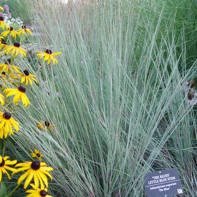 Schizachyrium scoparium The Blues