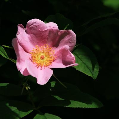 Rosa virginiana 