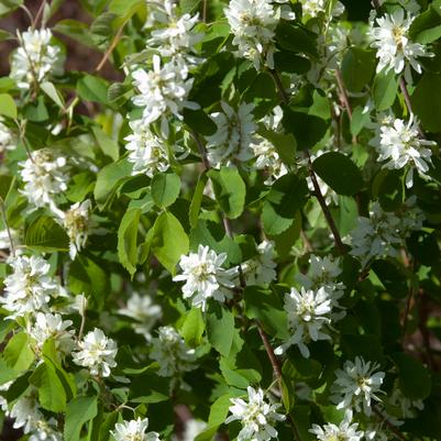 Amelanchier alnifolia Standing Ovation™