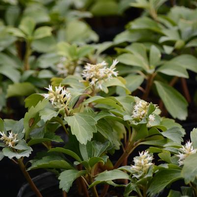 Pachysandra procumbens 