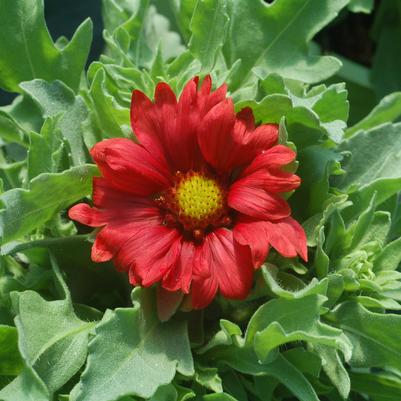 Gaillardia aristata Burgundy