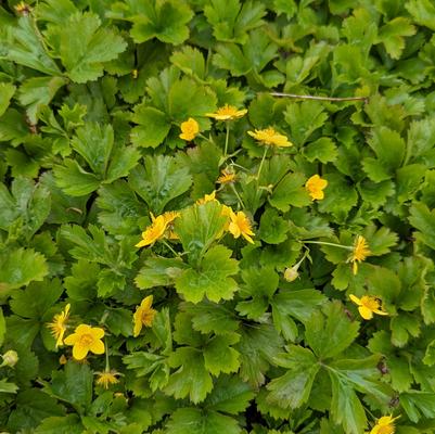 Geum fragarioides 