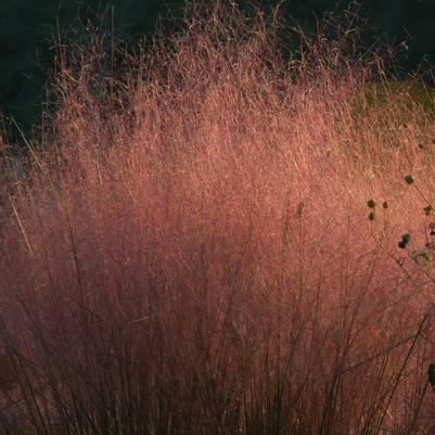 Muhlenbergia capillaris 