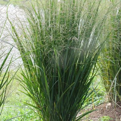 Panicum virgatum 'Northwind'