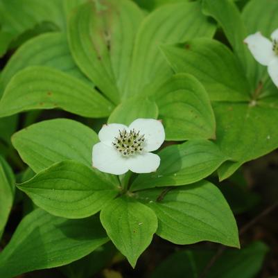 Cornus canadensis 