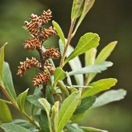 Myrica gale 