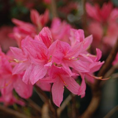 Azalea Northern Lights 'Rosy Lights'