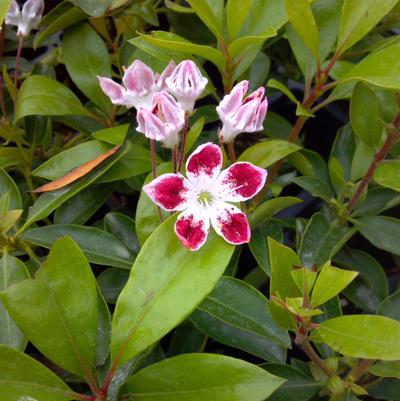 Kalmia lat. Galaxy