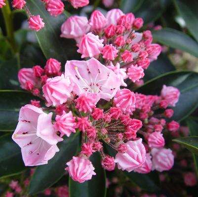 Kalmia lat. 'Goodshow'