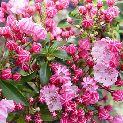 Kalmia lat. Little Linda