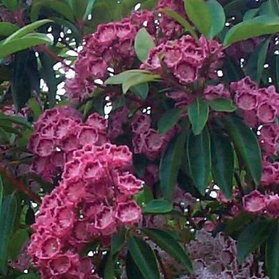 Kalmia lat. Red Bandit