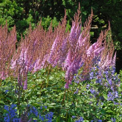 Astilbe chinensis Purple Candles