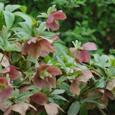 Helleborus x Royal Heritage™