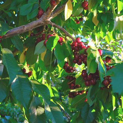 Prunus X 'Bing'