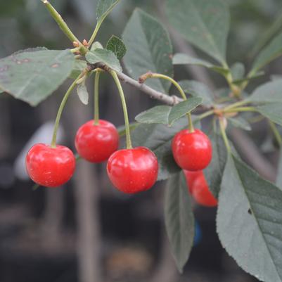 Prunus X 'North Star'